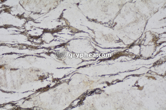 Gneiss LPNA x10 - gryphea.com